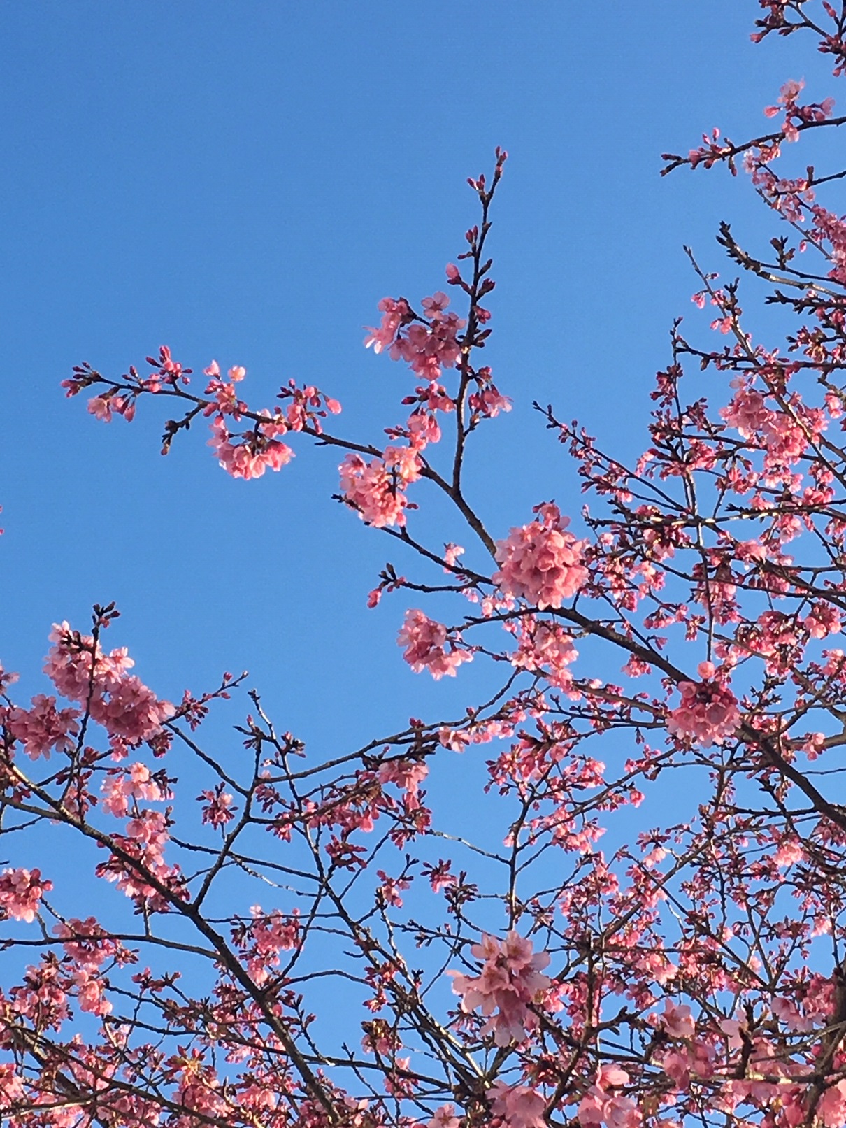 ４月からの大川美術館
　　　催しのお知らせです