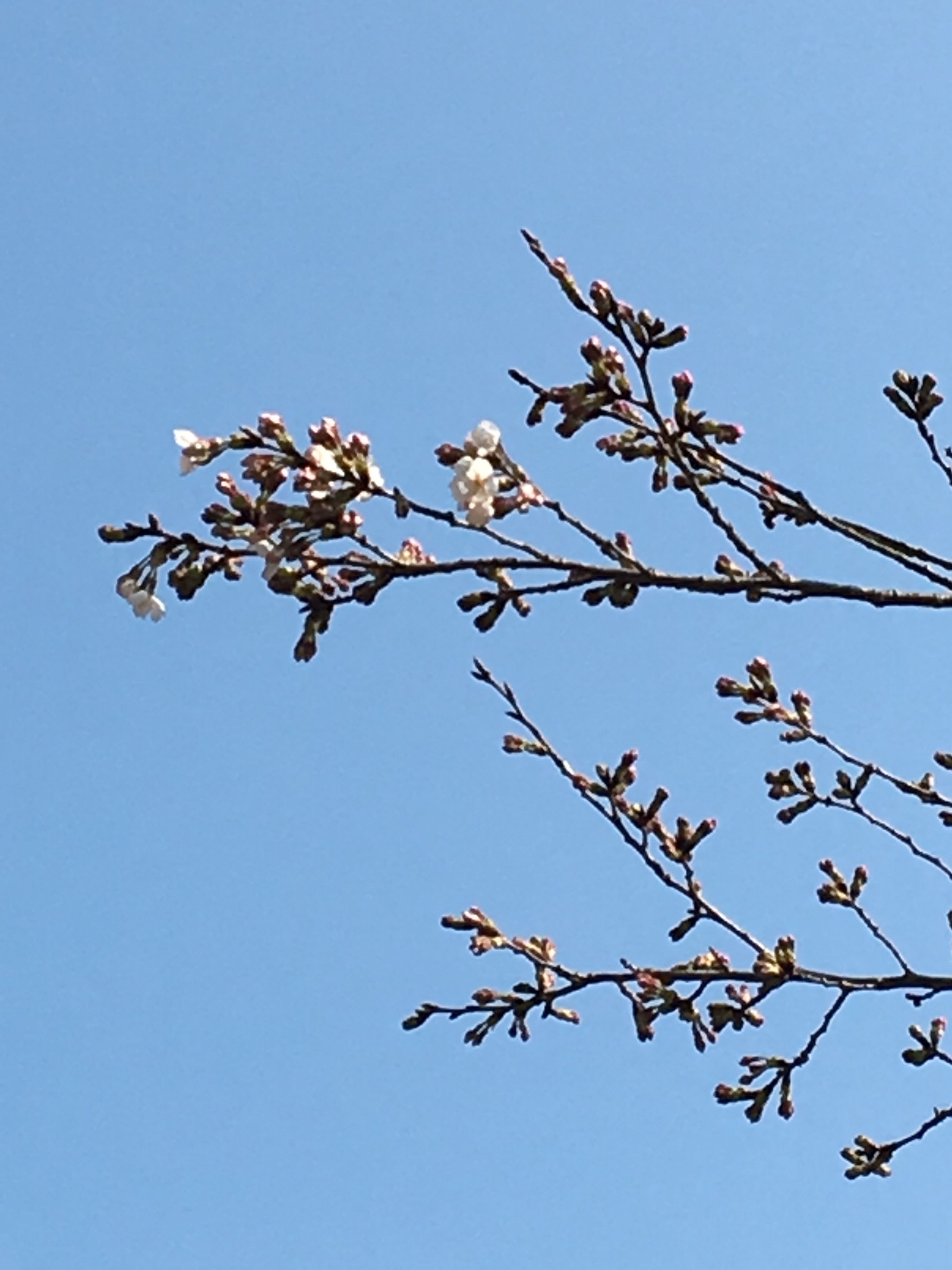 水道山のさくら
開花のお知らせ
